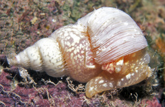 Epitoniidae