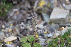 Veronica alaskensis