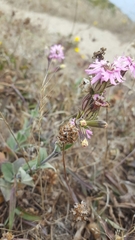 Silene scouleri