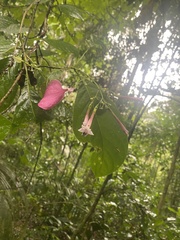 Pogonopus tubulosus