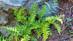 Cryptogramma acrostichoides