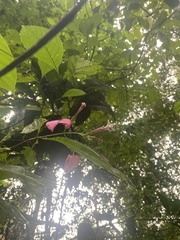 Pogonopus tubulosus