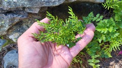 Cryptogramma acrostichoides