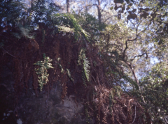 Pleopeltis sanctae-rosae