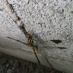 Sympetrum infuscatum