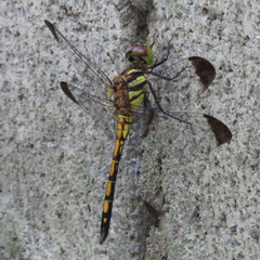 Sympetrum infuscatum