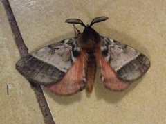 Hemijana variegata