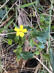 Goodenia rotundifolia