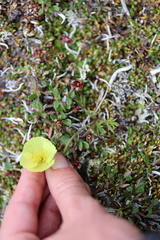 Papaver macounii discolor
