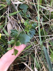 Goodenia rotundifolia