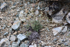 Potentilla subvahliana