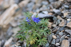 Delphinium brachycentrum