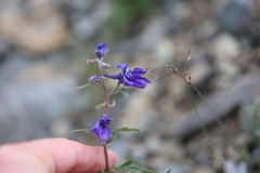 Delphinium brachycentrum