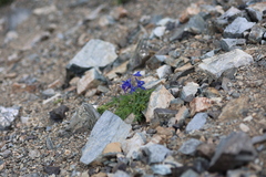Delphinium brachycentrum