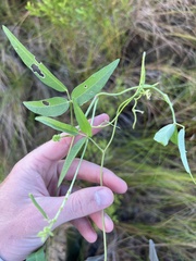 Strophostyles leiosperma