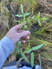 Strophostyles leiosperma