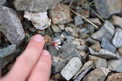 Erigeron denalii