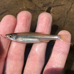 Notropis rubellus
