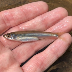 Notropis rubellus