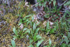 Micranthes razshivinii