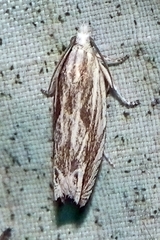 Eucosma olivaceana
