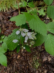 Rubus
