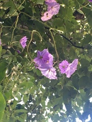 Solanum wendlandii