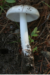 Amanita submaculata