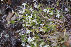 Pseudocherleria macrocarpa