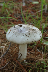 Amanita submaculata