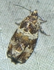 Olethreutes valdanum