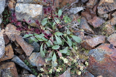 Micranthes razshivinii