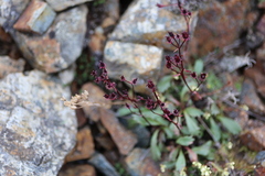 Micranthes razshivinii