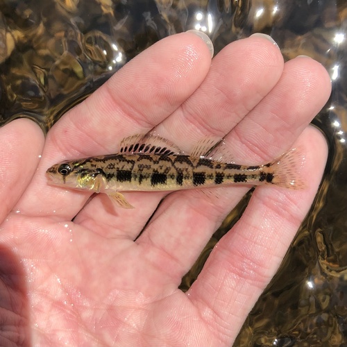 Shield darter (Percina peltata) — Percidae — 2
