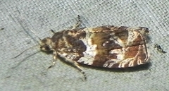 Olethreutes valdanum