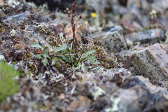 Micranthes razshivinii