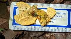 Cantharellus flavus