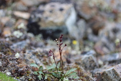 Micranthes razshivinii