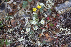 Stellaria alaskana