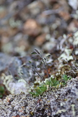 Draba corymbosa