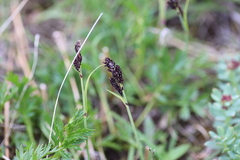 Carex microchaeta