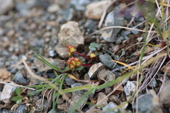 Chrysosplenium wrightii