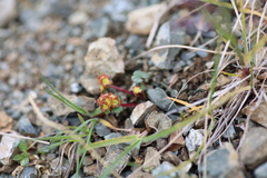 Chrysosplenium wrightii
