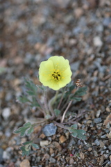 Papaver mcconnellii