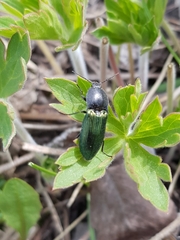 Selatosomus semimetallicus