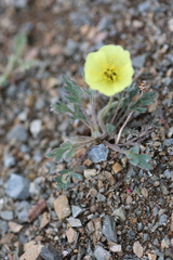 Papaver mcconnellii