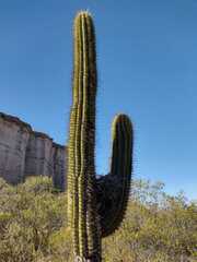 Trichocereus
