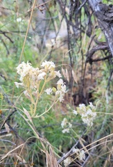 Polemonium pectinatum