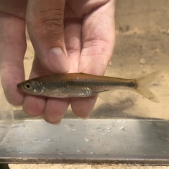 Notropis rubellus