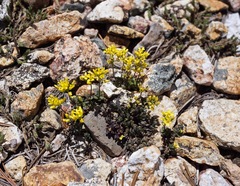 Draba incrassata